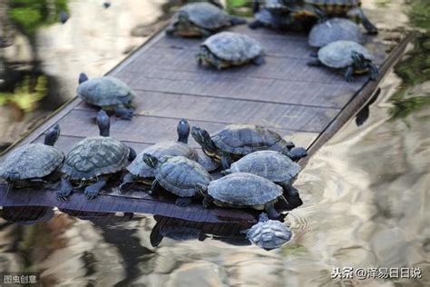 養龜風水